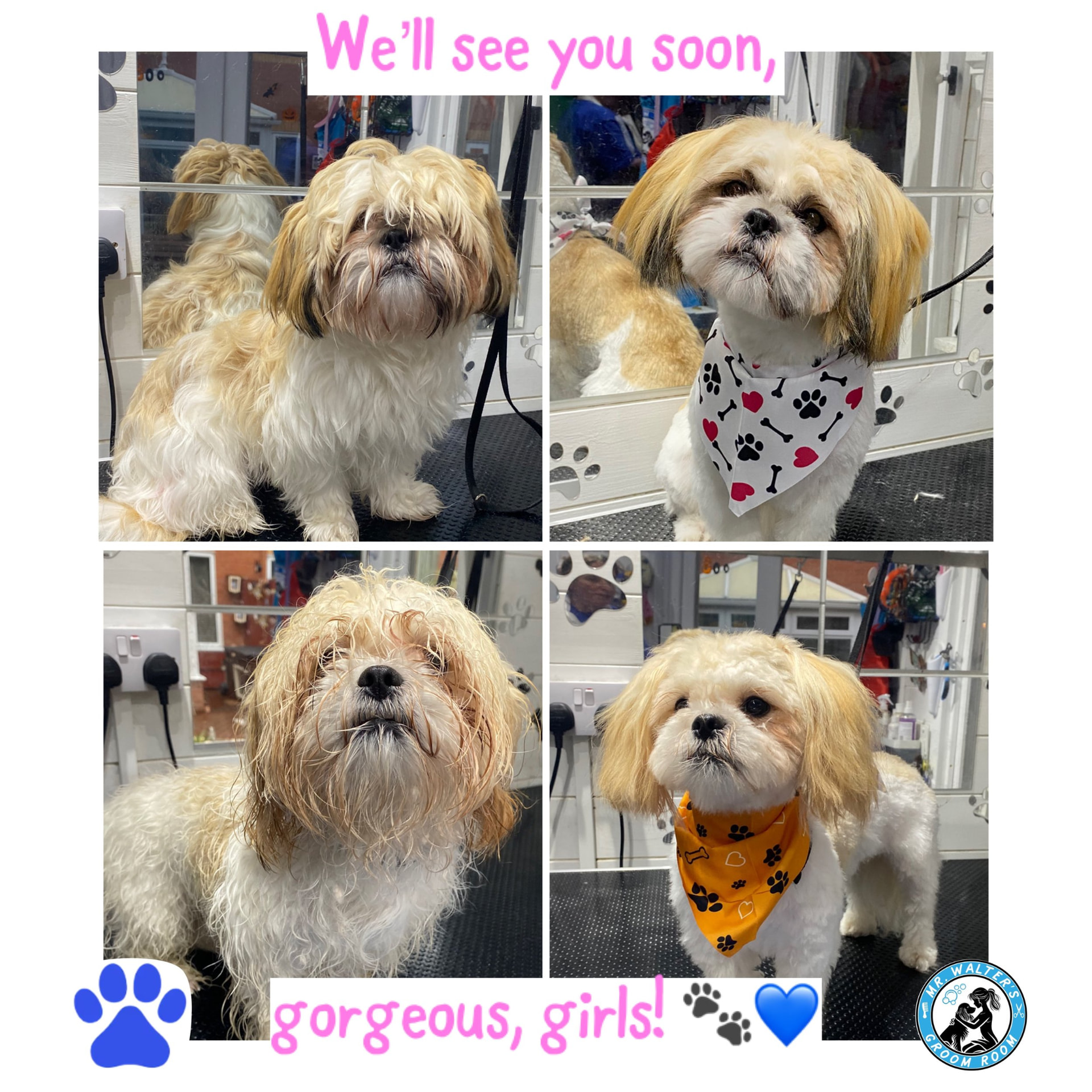 Ruby and Millie after a groom in Prenton