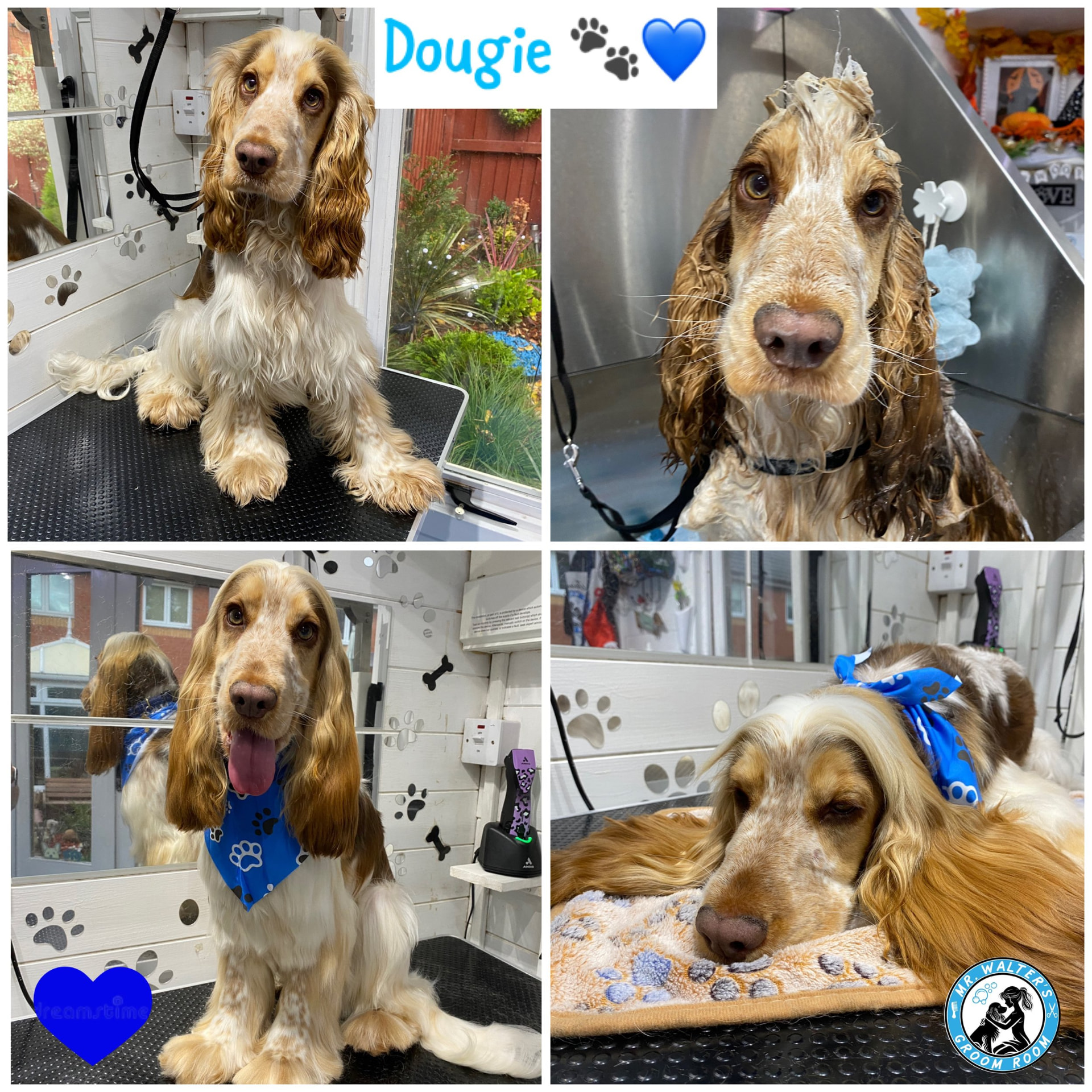 Dougie after a Full Groom in Prenton