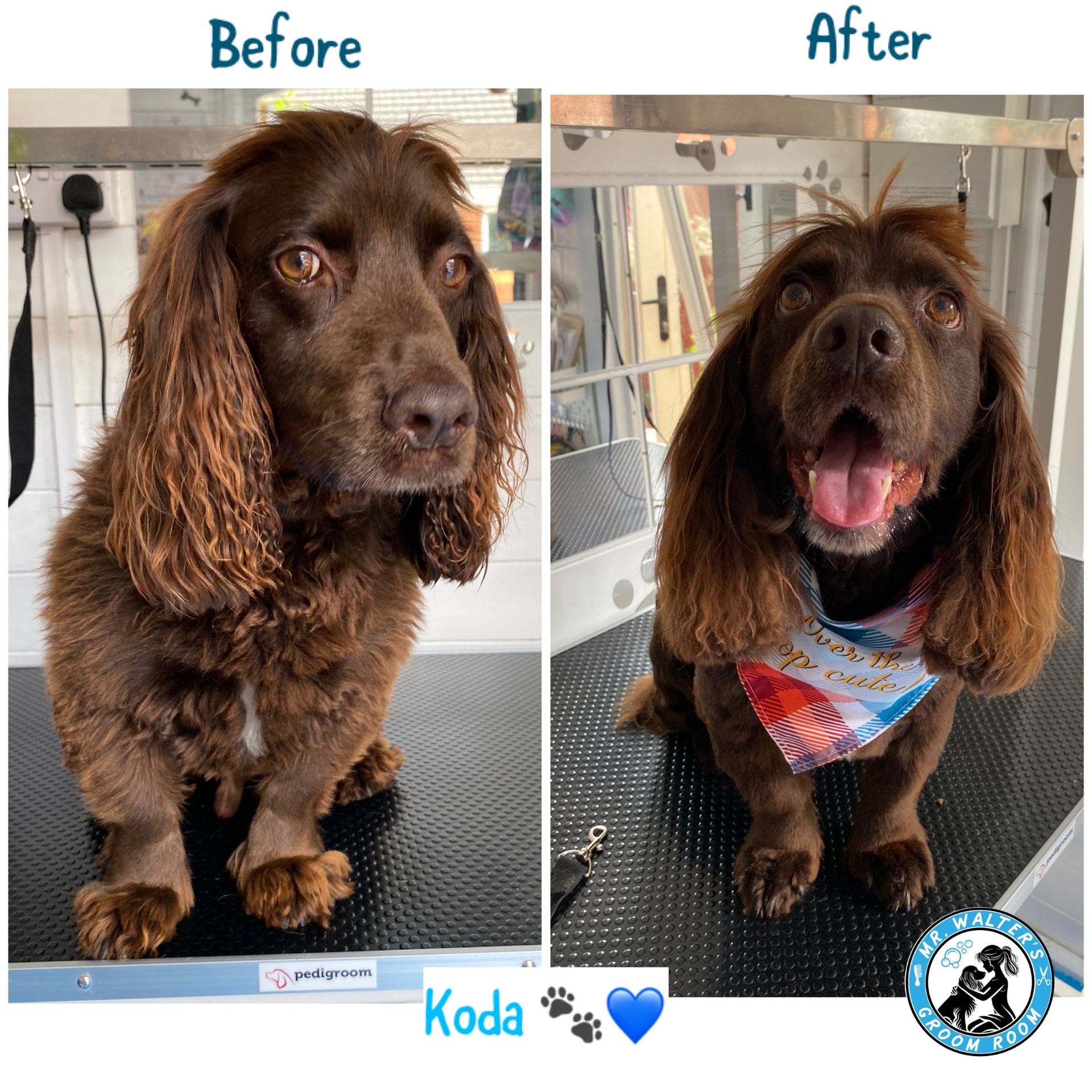 Koda after a Full Groom in Prenton