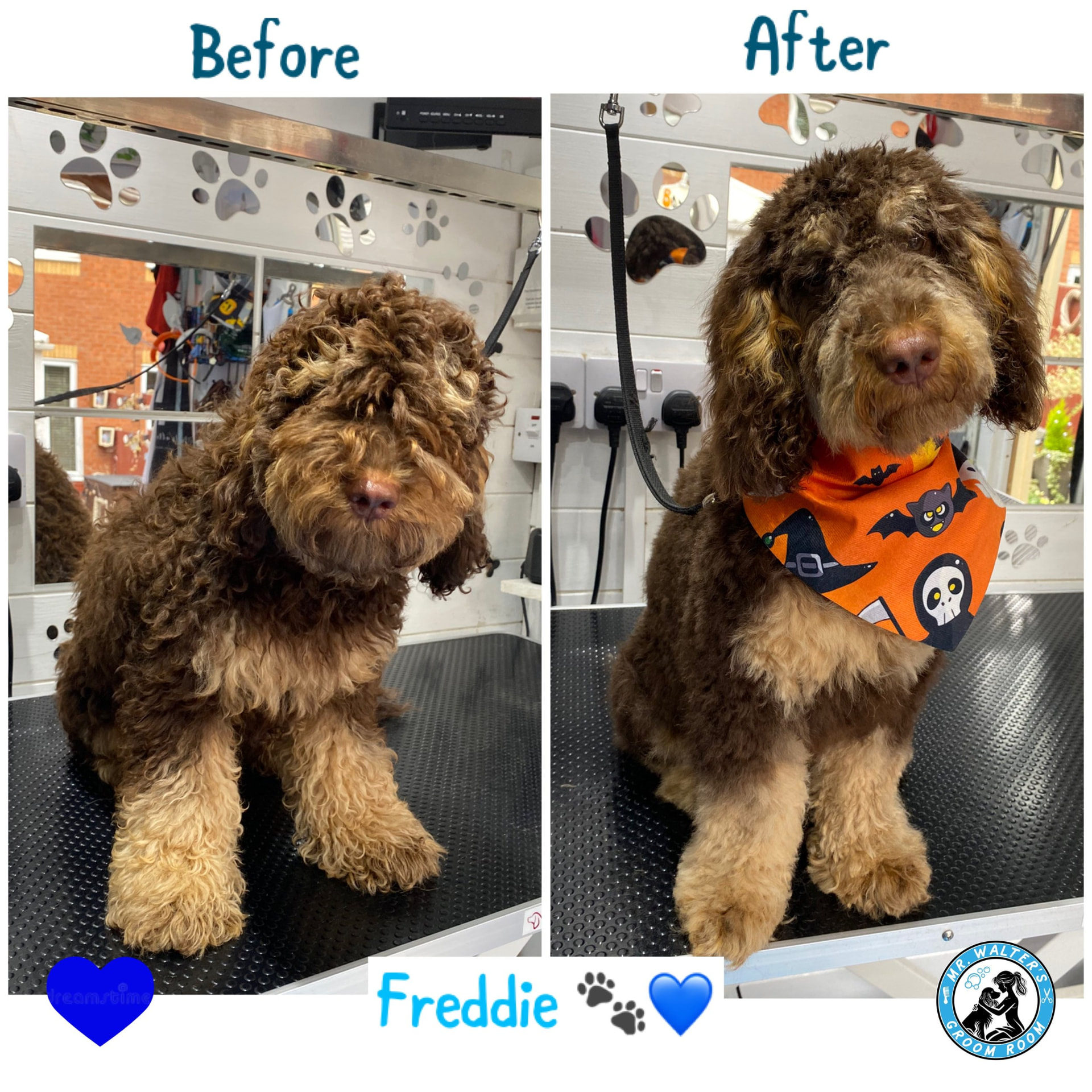 Freddie after a groom in Prenton