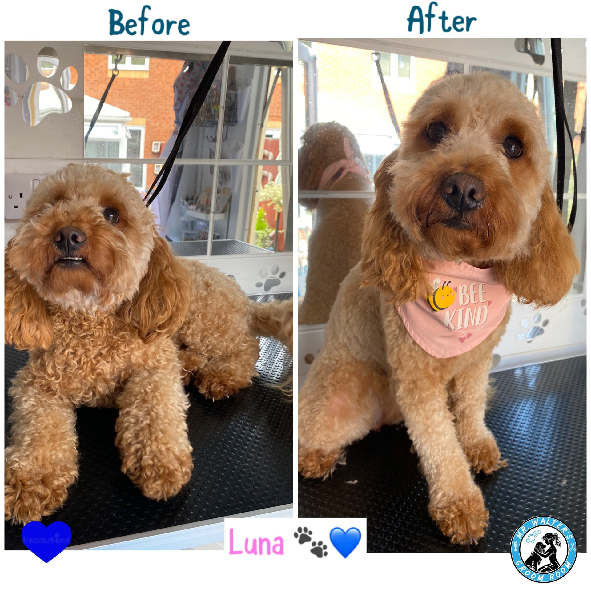 Luna after a groom in Prenton