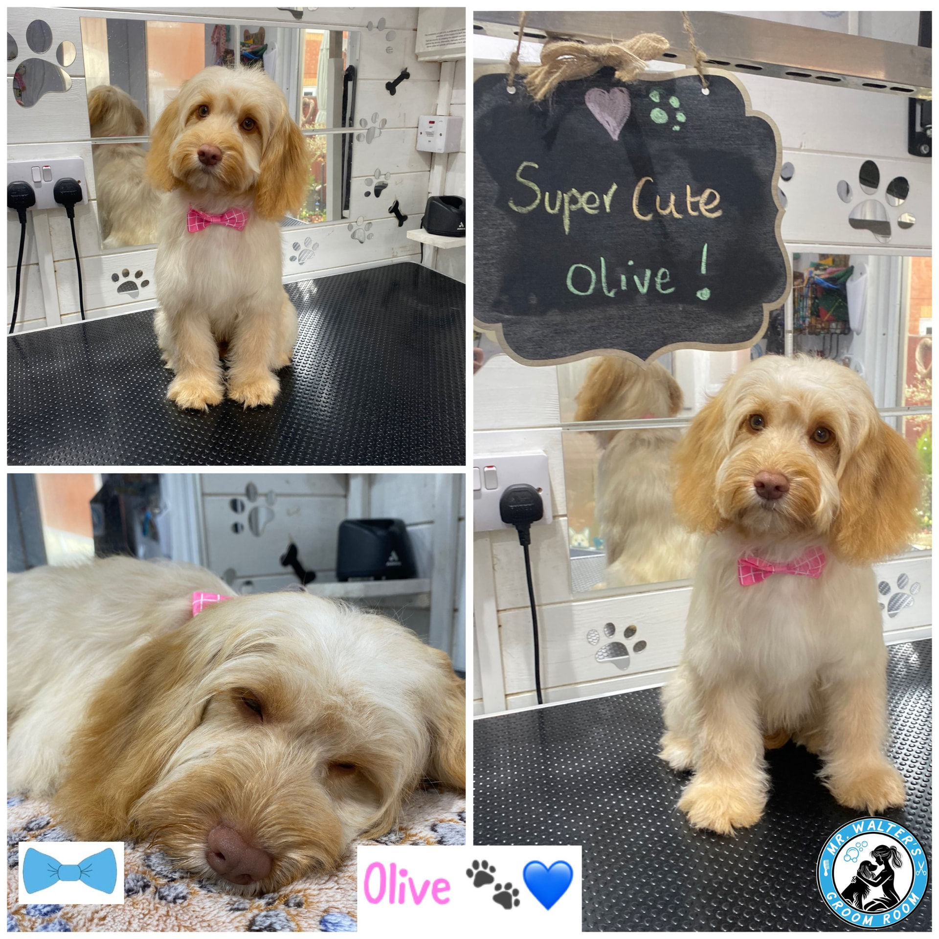 Olive after a groom in Prenton