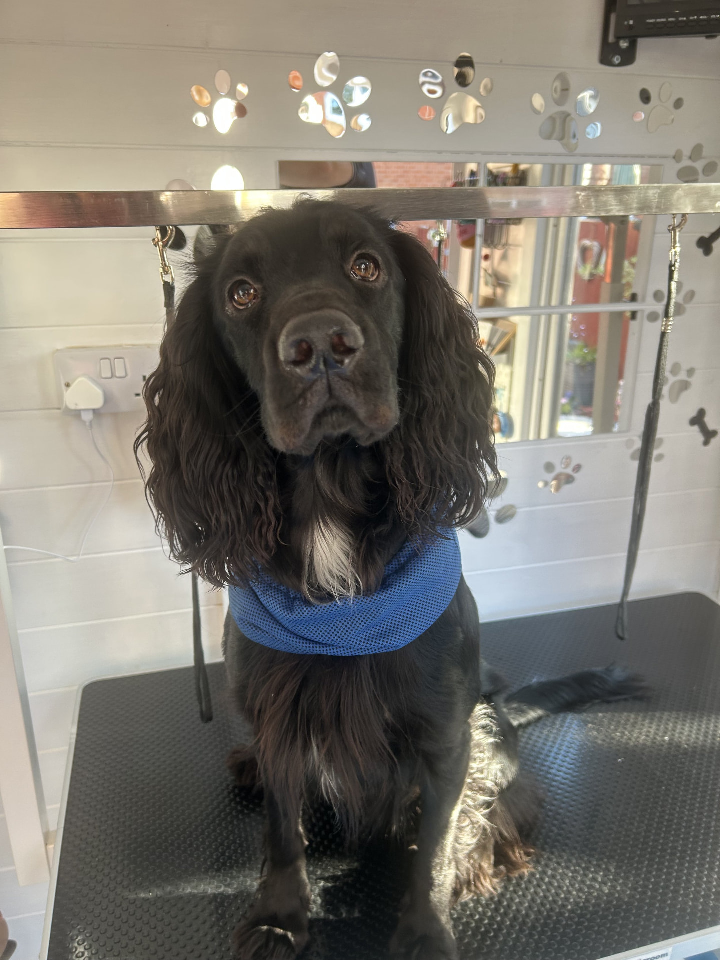 Mr Walter ready for a Full Groom in the Prenton cabin