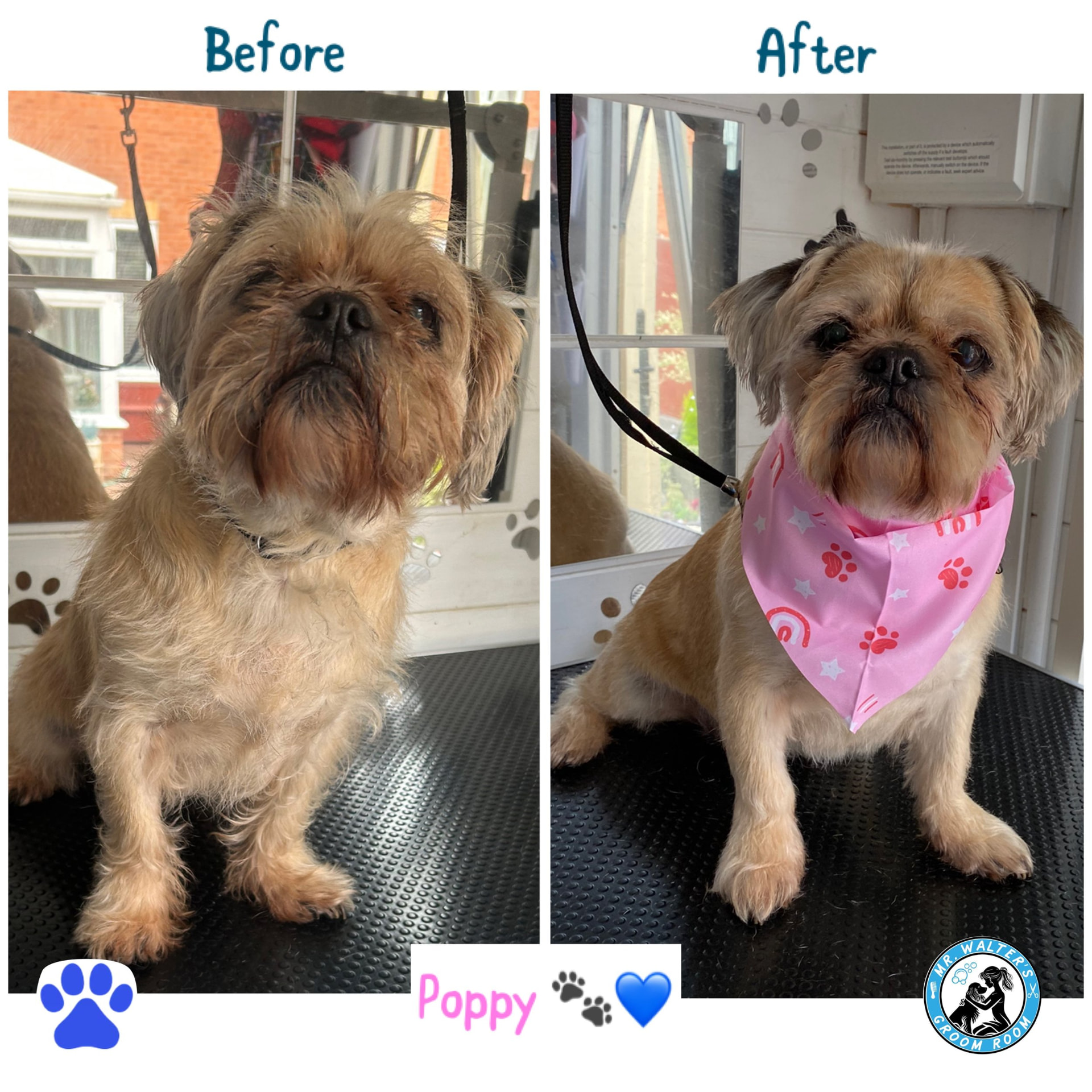 Poppy after a groom in Prenton