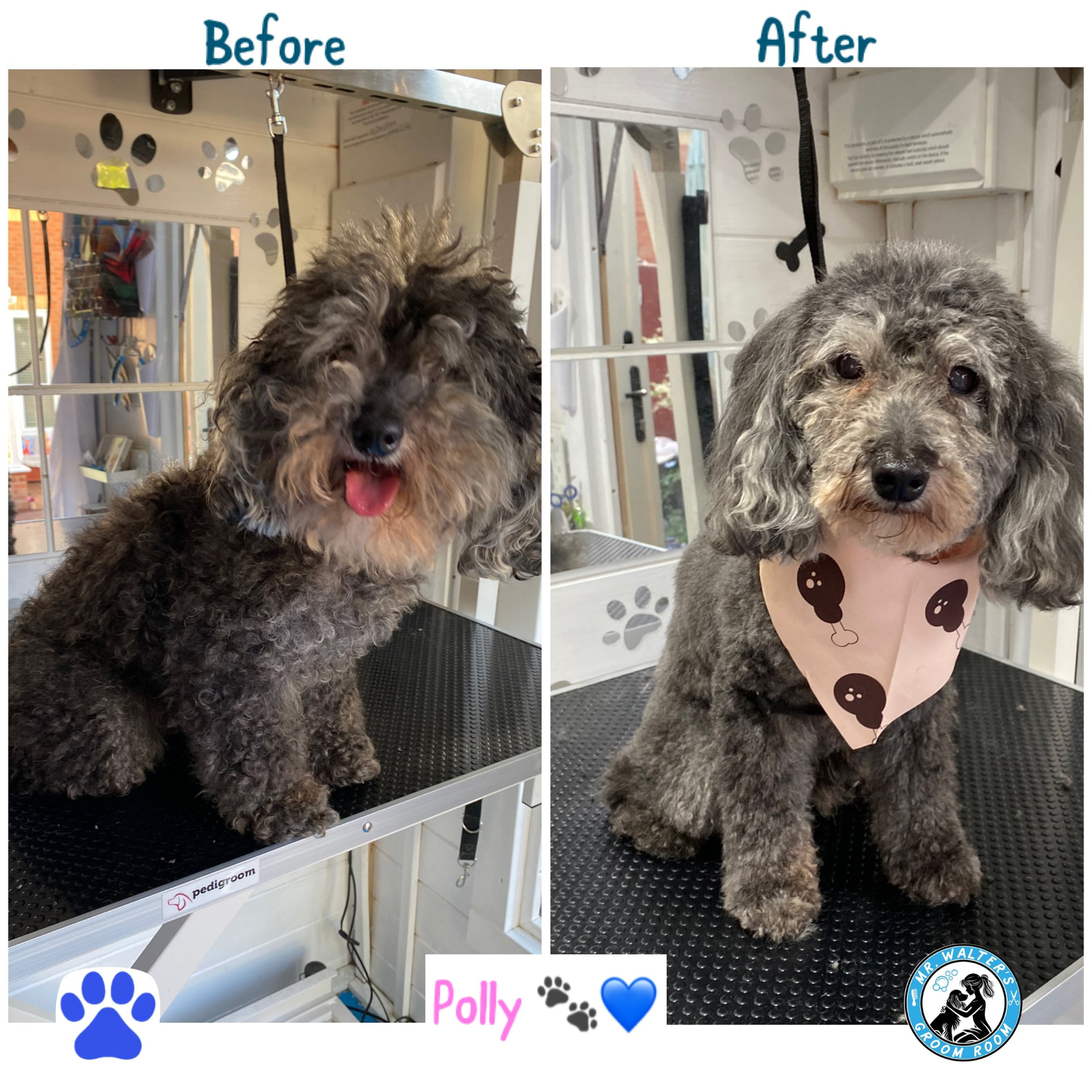 Polly after a groom in Prenton