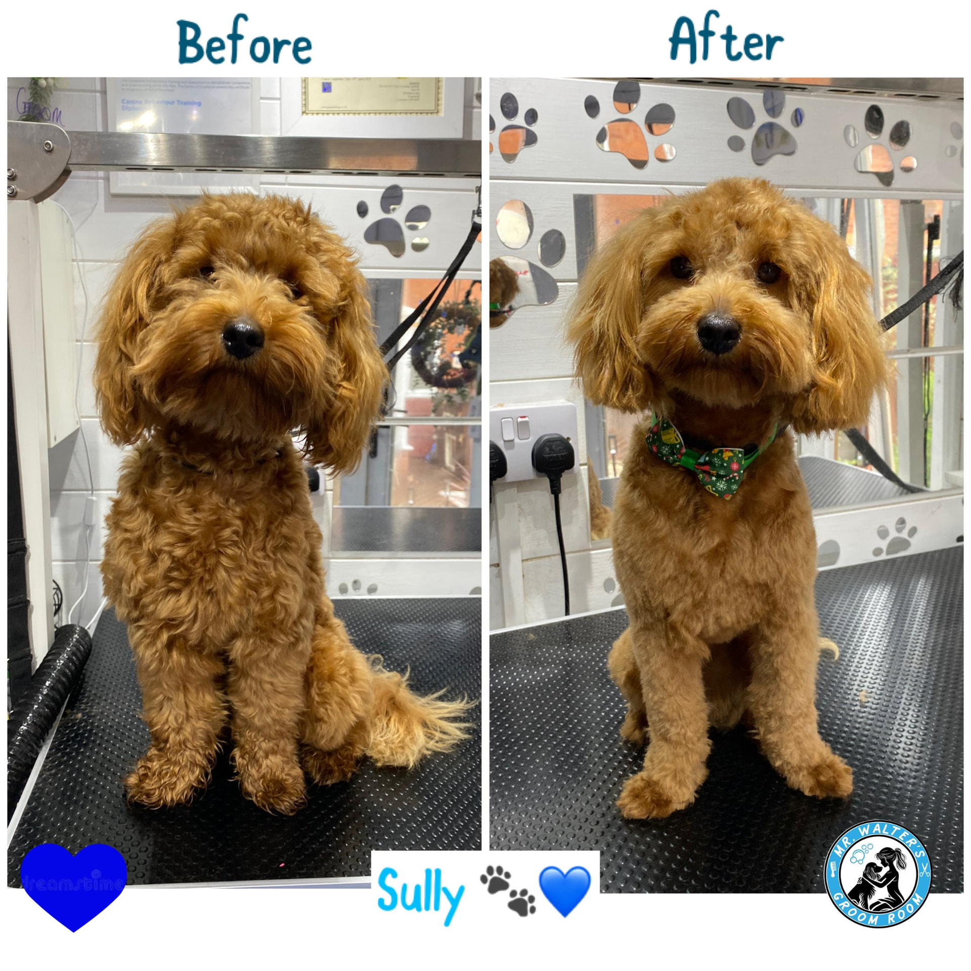 Sully after a groom in Prenton