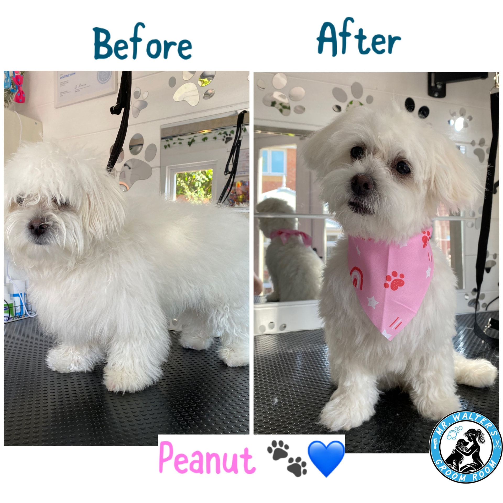 Peanut after a Full Groom in Prenton